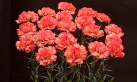 pink carnations