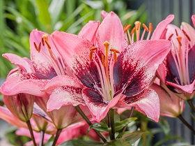 pink lilies
