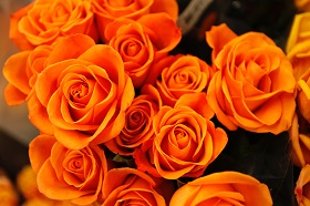 orange roses