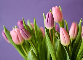 pink and purple tulips