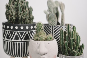 small cacti in various gray and white vases