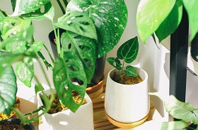 small and medium monstera plants in white vases on tabletop