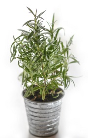 small rosemary plant in metal pot