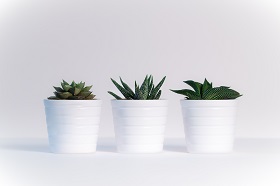 small succulents in white vases