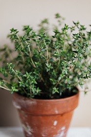 small thyme in terracotta pot